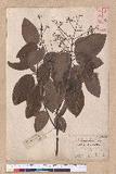 Cinnamomum zeylanicum Blume