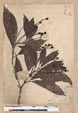 Machilus kusanoi Hayata j