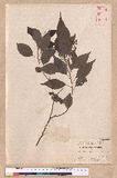 Cinnamomum camphora (L.) Sieb. var. nominale Hayata 