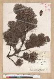 Pinus pumila (Pallas) Regel 偃松