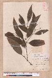 Cinnamomum osmophloeum Kanehira g׮