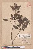 Cinnamomum camphora (L.) J. Presl  ̾