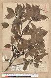 Neolitsea parvigemma (Hayata) Kanehira & Sasaki p޷sl