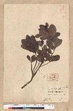 Machilus obovatifolia (Hayata) Kanehira & Sasaki ˧Z