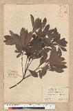 Machilus obovatifolia (Hayata) Kanehira & Sasaki ˧Z