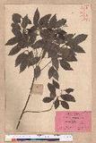 Cinnamomum camphora (L.) Nees & Eberm. var. nominale Hayata ݼ