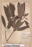 Litsea acuminata (Blume) Kurata l