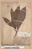 Machilus japonica Siebold et Zucc. var. kusanoi (Hayata) Liao j