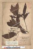 Machilus japonica Siebold et Zucc. var. kusanoi (Hayata) Liao j