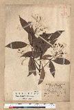 Machilus zuihoensis Hayata 