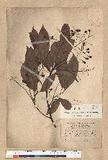 Machilus zuihoensis Hayata 