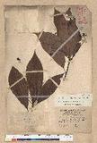 Machilus zuihoensis Hayata 
