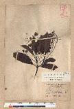 Machilus zuihoensis Hayata 
