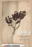 Machilus zuihoensis Hayata 