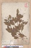 Cinnamomum reticulatum Hayata g