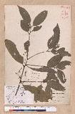 Cinnamomum osmophloeum Kanehira g׮