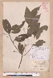 Cinnamomum osmophloeum Kanehira g׮