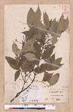 Cinnamomum osmophloeum Kanehira g׮