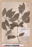 Cinnamomum osmophloeum Kanehira g׮