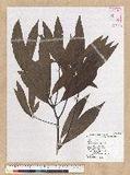 Machilus zuihoensis Hayata 
