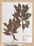Machilus zuihoensis Hayata 