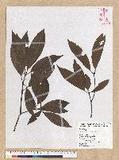 Machilus zuihoensis Hayata 