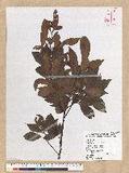 Machilus zuihoensis Hayata 