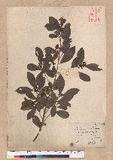 Actinodaphne pedicellata Hayata