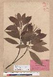 Pasania hancei (Benth.) Schott. var. arisanensis (Hayata) Liao sTR
