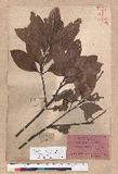 Pasania hancei (Benth.) Schott. var. arisanensis (Hayata) Liao sTR