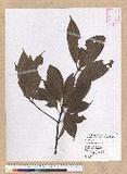Machilus philippinense Merr. 