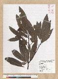 Machilus philippinense Merr. 