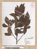 Machilus zuihoensis Hayata 