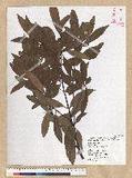 Machilus zuihoensis Hayata 