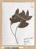 Machilus zuihoensis Hayata 