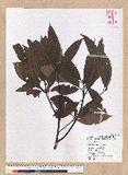 Machilus philippinense Merr. 