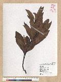Machilus zuihoensis Hayata 