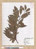 Machilus zuihoensis Hayata 