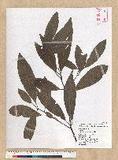 Machilus zuihoensis Hayata 