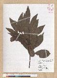 Machilus zuihoensis Hayata 