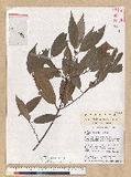 Neolitsea aciculata (Blume) Koidz. var. variabillima (Hayata) J. C. Liao ܸsl
