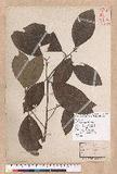 Litsea akoensis Hayata ̪Fl