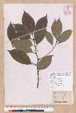 Cinnamomum kanehirai Hayata 