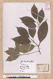 Cinnamomum kanehirai Hayata 