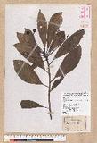 Machilus japonica Siebold et Zucc. var. kusanoi (Hayata) Liao j