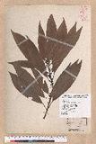 Litsea acuminata (Blume) Kurata l