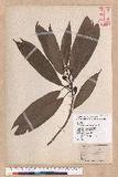 Litsea acuminata (Blume) Kurata l