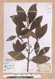 Litsea akoensis Hayata ̪Fl