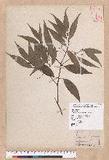 Cinnamomum macrostemon Hayata J׮