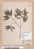 Cinnamomum macrostemon Hayata J׮